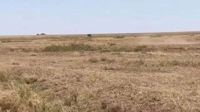 Tuong chay thoat su tu, linh duong van bi bat gon