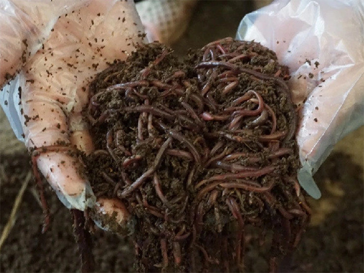 Loai ban thiu nguoi dan nuoi bat ngo thu nua ty/thang-Hinh-10