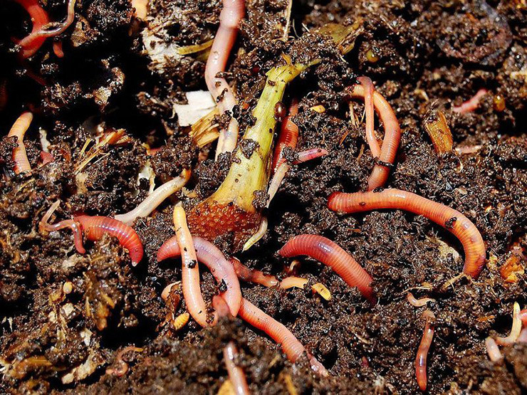 Loai ban thiu nguoi dan nuoi bat ngo thu nua ty/thang-Hinh-2