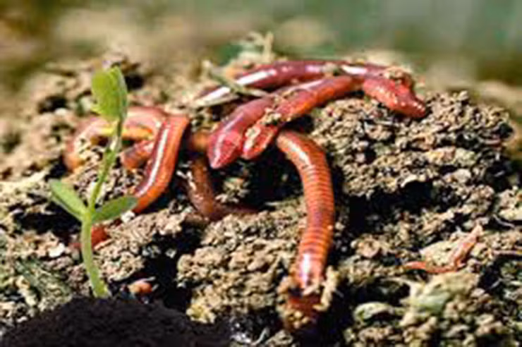 Loai ban thiu nguoi dan nuoi bat ngo thu nua ty/thang-Hinh-8