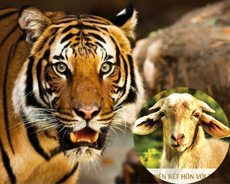 Về mặt tình cảm, Dần và Mùi có khả năng bù trừ cho nhau mọi thứ, nếu như về chung một nhà thì gia đạo sẽ hưng thịnh. Tử vi học có nói, Dần và Mùi là một cặp trời sinh có số mệnh phú quý, nếu càng ở gần nhau thì sẽ càng gặp nhiều may mắn. Nếu bên nhau 20 năm gia đình an yên, 30 năm tài vận dư dã, về hậu vận cả hai đều an nhàn hưởng phước con cháu, không phiền não bất cứ điều gì. (*) Thông tin chỉ mang tính chất tham khảo