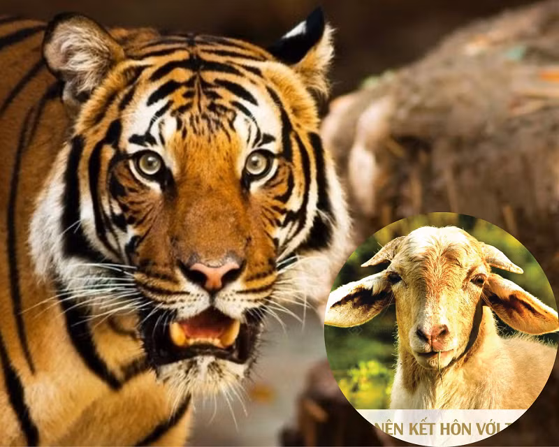 Về mặt tình cảm, Dần và Mùi có khả năng bù trừ cho nhau mọi thứ, nếu như về chung một nhà thì gia đạo sẽ hưng thịnh. Tử vi học có nói, Dần và Mùi là một cặp trời sinh có số mệnh phú quý, nếu càng ở gần nhau thì sẽ càng gặp nhiều may mắn. Nếu bên nhau 20 năm gia đình an yên, 30 năm tài vận dư dã, về hậu vận cả hai đều an nhàn hưởng phước con cháu, không phiền não bất cứ điều gì. (*) Thông tin chỉ mang tính chất tham khảo