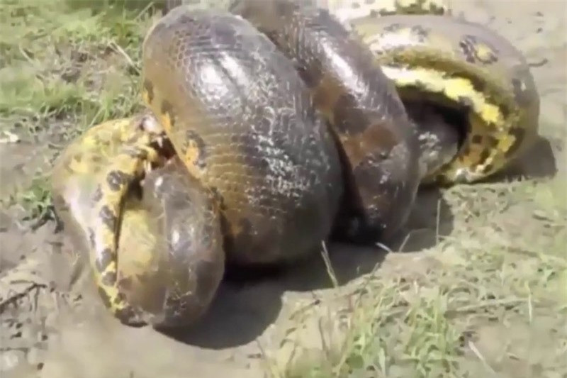 Video: Những pha giao chiến ác liệt giữa cá sấu với trăn Video: Nhung pha giao chien ac liet giua ca sau voi tran