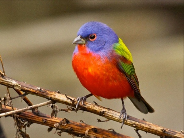 Người sinh vào tháng 2 Âm lịch. Theo tử vi, người sinh vào tháng 2 Âm lịch khá hào phóng, phong thái đối nhân xử thế khiến người khác phải nể phục. Họ không tìm kiếm sự cầu toàn trong bất cứ việc gì nên không o ép, tạo áp lực cho chính mình.