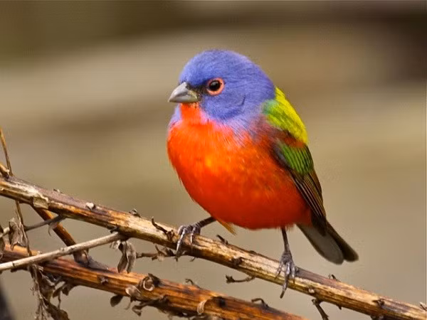 Người sinh vào tháng 2 Âm lịch. Theo tử vi, người sinh vào tháng 2 Âm lịch khá hào phóng, phong thái đối nhân xử thế khiến người khác phải nể phục. Họ không tìm kiếm sự cầu toàn trong bất cứ việc gì nên không o ép, tạo áp lực cho chính mình.