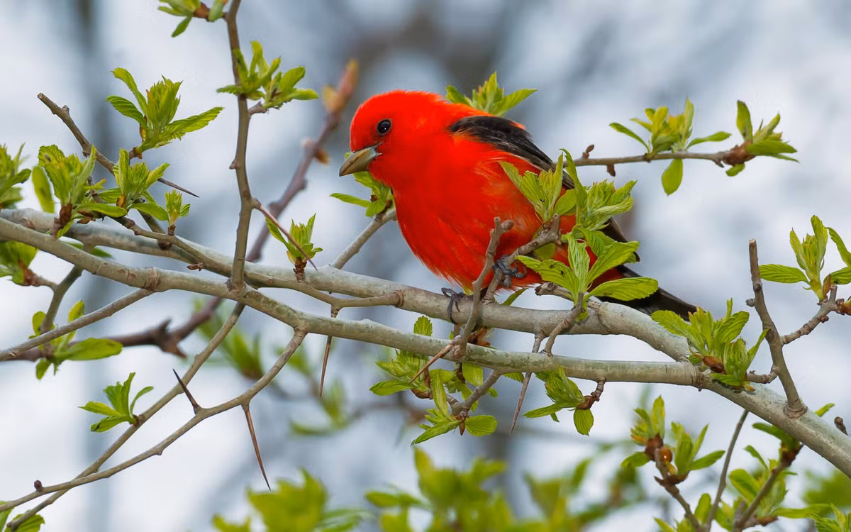 Những người sinh vào 3 tháng Âm lịch này may mắn "ngậm thìa vàng" ngay từ khi sinh ra. Khi trưởng thành họ cũng rất có năng lực, học hành giỏi giang, nhờ thế, họ nhanh chóng thành công trong sự nghiệp và cuộc sống.