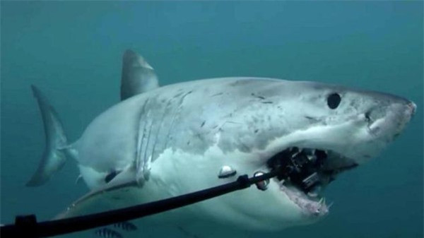 Có thật là cá mập thích cắn cáp quang biển? ảnh 1 Có thật là cá mập thích cắn cáp quang biển? ảnh 1