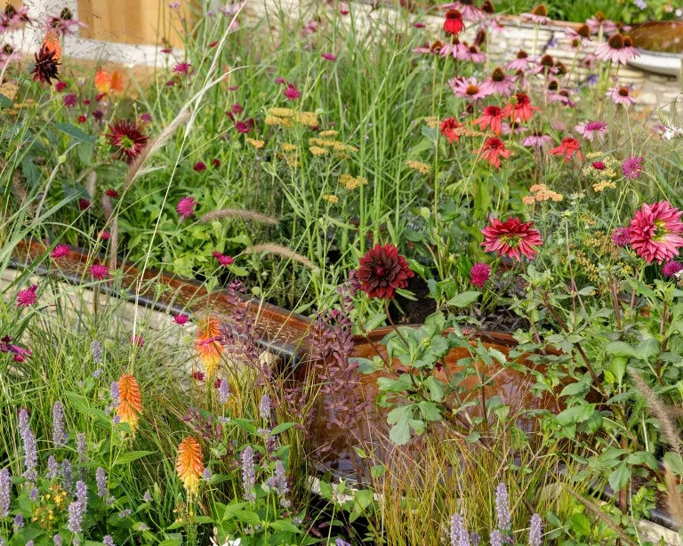 Nguoi co gio sinh nay duoi ap luc moi 