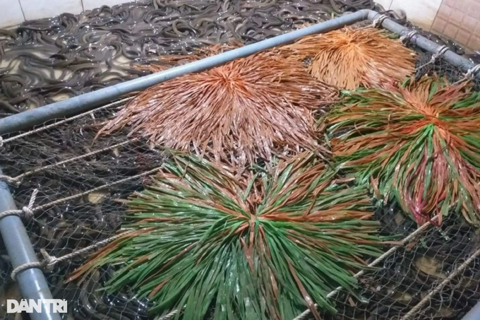 Cho luon nghe nhac, nguoi dan ong thu hang tram trieu moi nam-Hinh-2