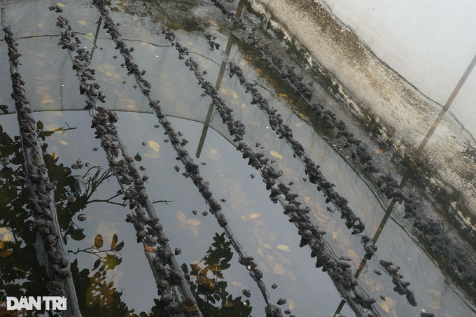 Cho luon nghe nhac, nguoi dan ong thu hang tram trieu moi nam-Hinh-6