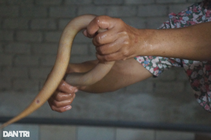 Cho luon nghe nhac, nguoi dan ong thu hang tram trieu moi nam-Hinh-4