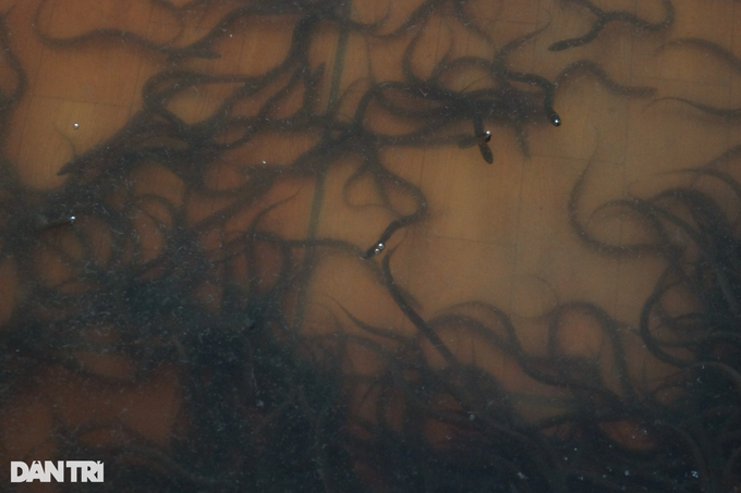 Cho luon nghe nhac, nguoi dan ong thu hang tram trieu moi nam-Hinh-5