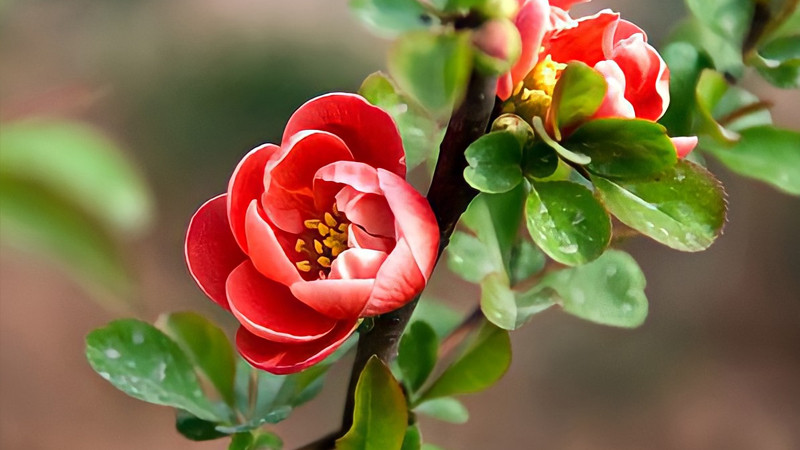 Người sinh tháng 1 Âm lịch. Theo tử vi, người sinh tháng 1 Âm lịch luôn bộc lộ ưu điểm của bản thân. Họ không quá tự ti hay quá kiêu ngạo nên ngày thường gây được ấn tượng tốt trong mắt người khác.