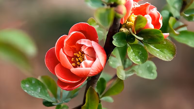 Người sinh tháng 1 Âm lịch. Theo tử vi, người sinh tháng 1 Âm lịch luôn bộc lộ ưu điểm của bản thân. Họ không quá tự ti hay quá kiêu ngạo nên ngày thường gây được ấn tượng tốt trong mắt người khác.