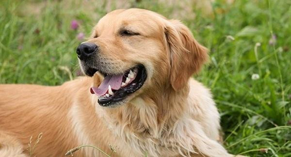  Tuổi Tuất. Người tuổi Tuất được dự báo có một cuộc sống nhẹ nhàng, nhàn tênh trong 5 ngày tiếp theo bởi gặp được quý nhân phù trợ. Đặc biệt sự nghiệp lại càng nở rộ bởi thêm tác động đến từ phía Lục Hợp. 