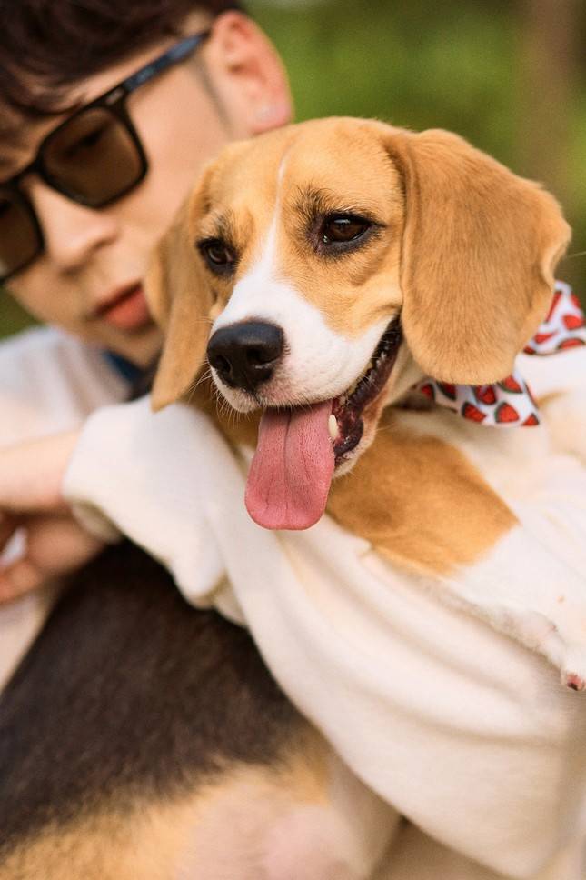 Đâu chỉ Ninh Tito liêu xiêu trước vẻ dễ thương của Dưa Hấu mà chú cún có tới hàng chục nghìn người theo dõi trang fanpage riêng. Tuy nhiên, Ninh Tito cũng thừa nhận rằng nuôi chó, đặc biệt là chó cảnh thì chi phí không hề rẻ chút nào vì bạn sẽ phải dành thời gian và một khoản tiền tương đối lớn mỗi tháng cho việc chăm sóc cún cưng. Vì thế, hãy cân nhắc thật kỹ trước khi nhận nuôi thú cưng, vì bạn sẽ cần rất nhiều thời gian, tiền bạc và trách nhiệm nữa.