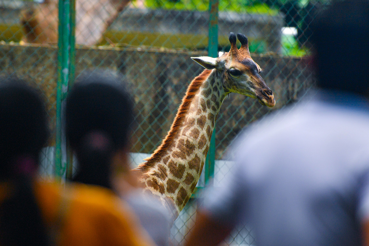 Chơi lễ, người dân dựng lều ngủ la liệt trong Thảo Cầm Viên - Hình 4 Choi le, nguoi dan dung leu ngu la liet trong Thao Cam Vien-Hinh-4