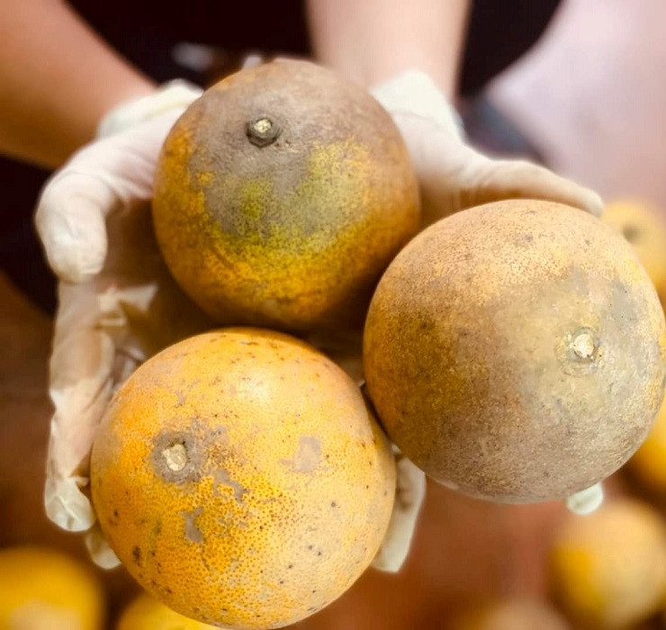 Buoi Dien duoc rao ban tren cho mang chi tu 3.000 dong/qua-Hinh-4