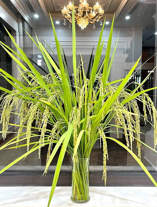 Thu choi mua canh qua ve cam cua chi em Ha thanh-Hinh-9