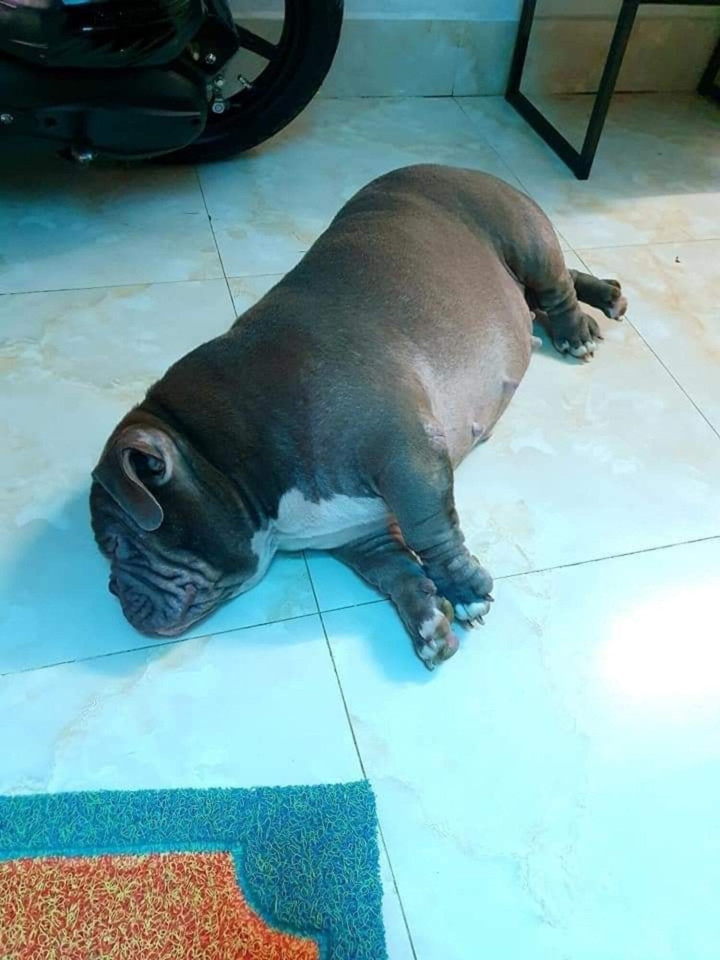 Ngoại hình của hội thú cưng khi trót ăn nhầm 'ngải heo' - Hình 6 Ngoai hinh cua hoi thu cung khi trot an nham 'ngai heo'-Hinh-6