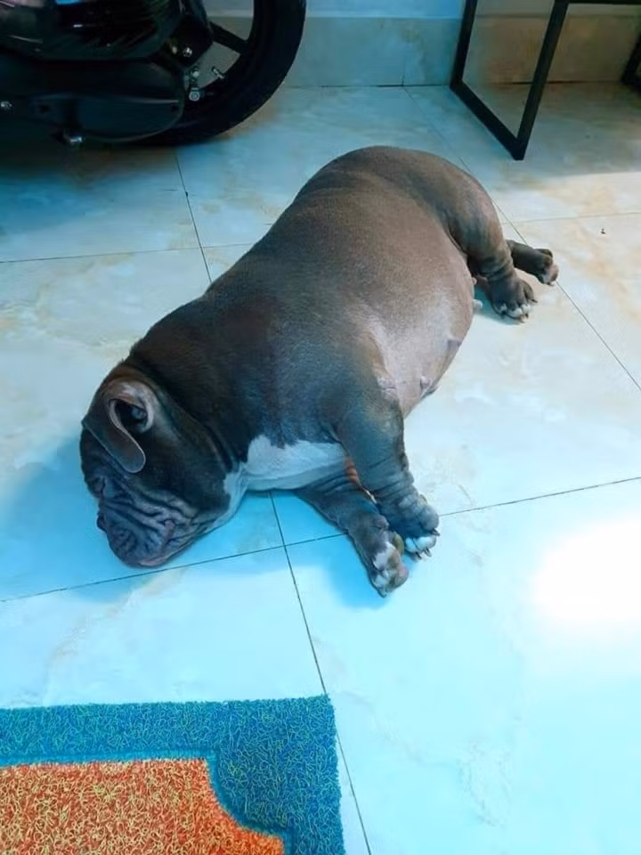 Ngoai hinh cua hoi thu cung khi trot an nham 'ngai heo'-Hinh-6