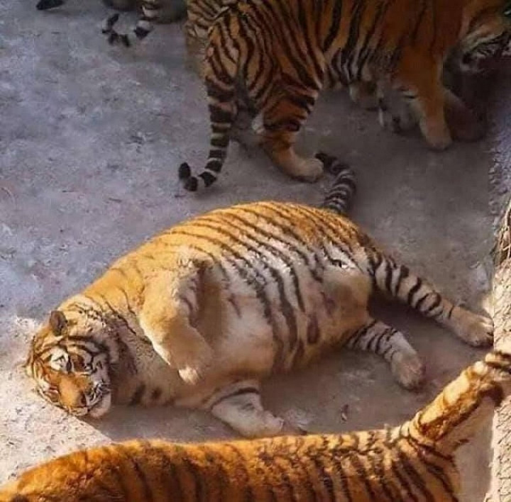 Ngoại hình của hội thú cưng khi trót ăn nhầm 'ngải heo' - Hình 9 Ngoai hinh cua hoi thu cung khi trot an nham 'ngai heo'-Hinh-9