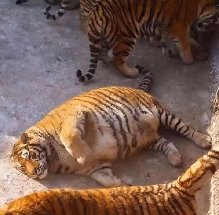 Ngoai hinh cua hoi thu cung khi trot an nham 'ngai heo'-Hinh-9