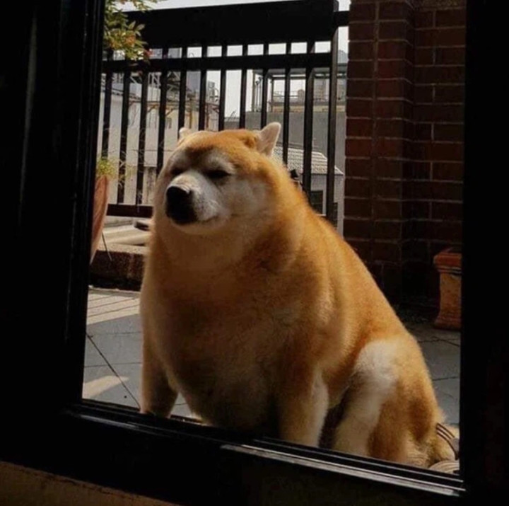 Ngoại hình của hội thú cưng khi trót ăn nhầm 'ngải heo' - Hình 8 Ngoai hinh cua hoi thu cung khi trot an nham 'ngai heo'-Hinh-8