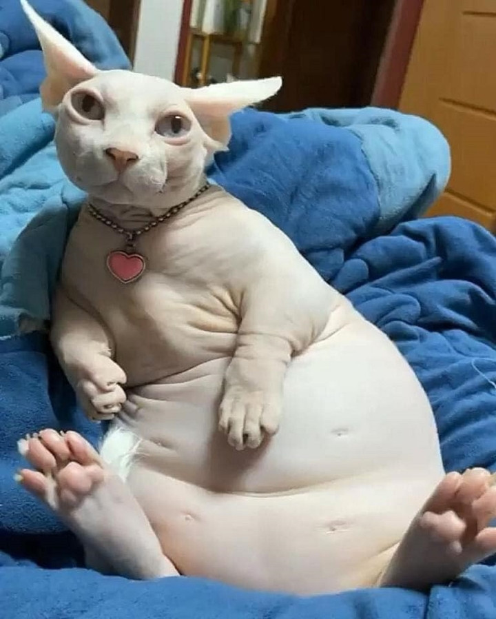 Ngoại hình của hội thú cưng khi trót ăn nhầm 'ngải heo' - Hình 5 Ngoai hinh cua hoi thu cung khi trot an nham 'ngai heo'-Hinh-5