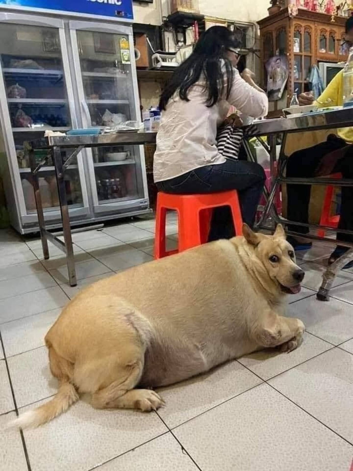 Ngoại hình của hội thú cưng khi trót ăn nhầm 'ngải heo' - Hình 7 Ngoai hinh cua hoi thu cung khi trot an nham 'ngai heo'-Hinh-7