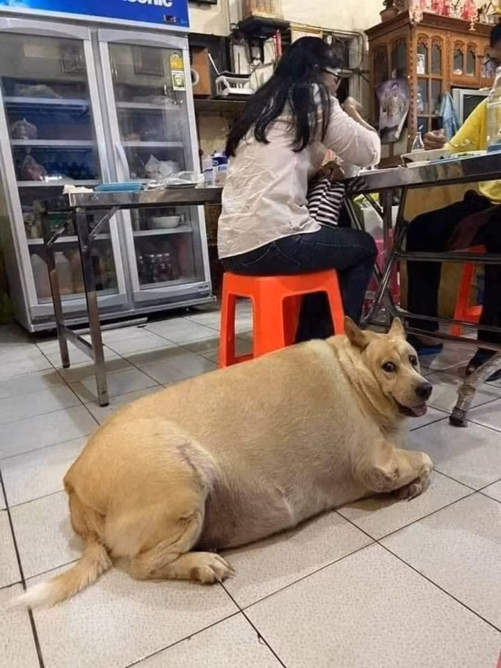 Ngoai hinh cua hoi thu cung khi trot an nham 'ngai heo'-Hinh-7