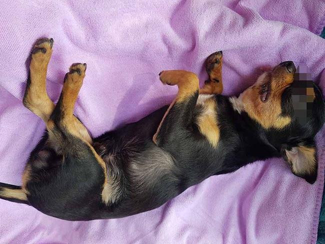 Nguoi phu nu thang tay nem da chet chu cho gay phan no-Hinh-2