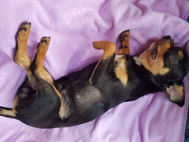 Nguoi phu nu thang tay nem da chet chu cho gay phan no-Hinh-2