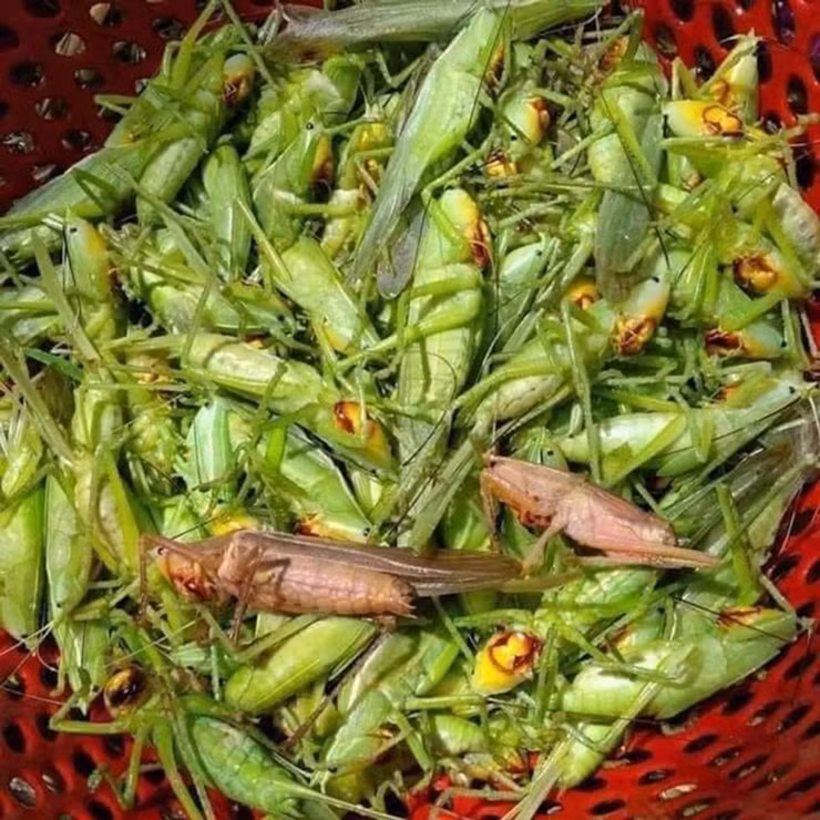 Muồm muỗm rất giống với con cào cào và châu chấu nhưng thon hơn, cánh nhỏ gọn hơn nhiều.