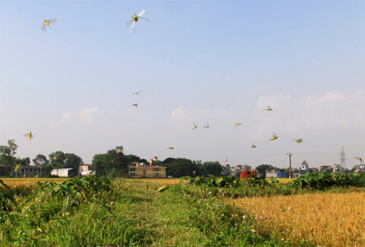 Cứ đến mùa lúa chín, bà con lại rủ nhau ra đồng để "săn" đặc sản.