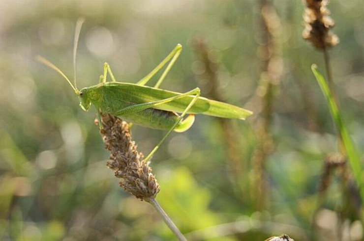 Thức ăn của muỗm là các loại trứng sâu, muỗi…