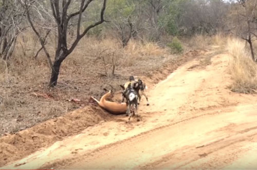 Video: Dan cho hoang 