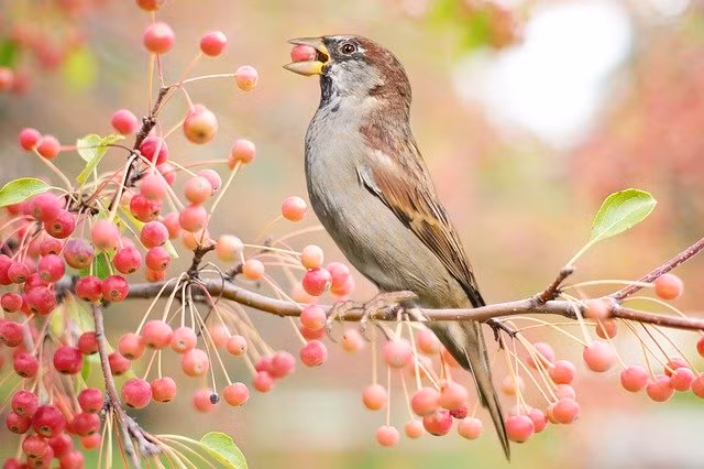 Dau thang 9 Am lich, 4 con giap tien tieu rung rinh-Hinh-3