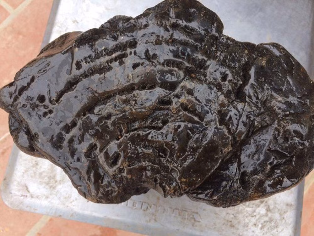 Nhung loai go quy nhu ngoc duoc san lung o Viet Nam