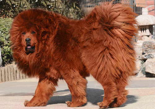 4. Ngao Tây Tạng (chiều cao: 66-76cm, trọng lượng: 48-82 kg).