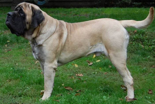 2. Neapolitan Mastiff (chiều cao: 70-91 cm, trọng lượng: 55-100 kg).