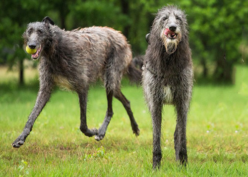 10. Scottish Deerhound (chiều cao: 71-81 cm, trọng lượng: 34-50 kg).
