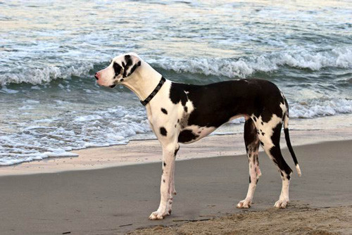3. Great Dane (chiều cao: 71-86 cm, trọng lượng: 45-90 kg).