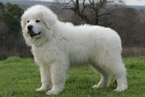 9. Great Pyrenees (chiều cao: 65-82 cm, trọng lượng: 36-54 kg).