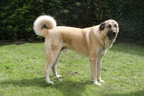 8. Anatolian Shepherd (chiều cao: 71-81 cm, trọng lượng: 40-65 kg).