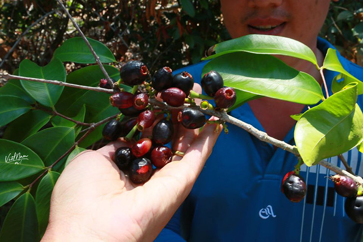 Trước đây, loại quả dại này gắn với tuổi thơ của những đứa trẻ.