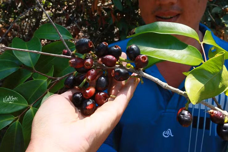 Trước đây, loại quả dại này gắn với tuổi thơ của những đứa trẻ.