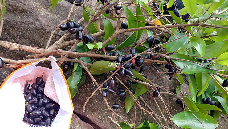 Ngày nay, ngoài những cây trâm rừng, bà con miền Tây còn trồng trâm vì nó mang lại thu thập kha khá. Cây khoảng 7 năm tuổi mới bắt đầu cho thu hoạch, tuổi thọ của cây trâm kéo dài đến trên 50 năm.