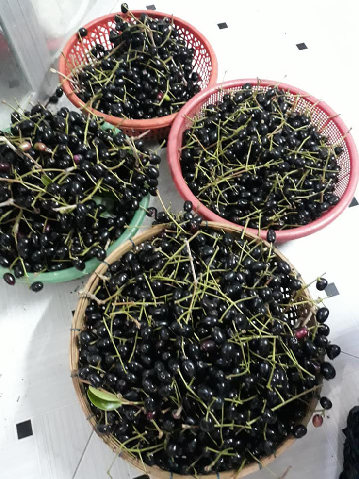 Mấy năm gần đây, trái trâm thành quả đặc sản đắt đỏ, được người thành phố lùng mua.