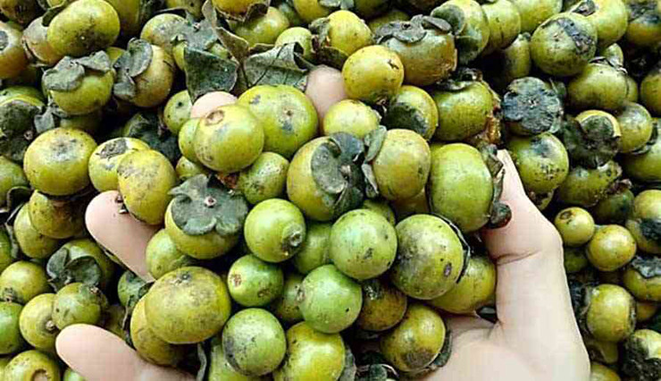 So với trái hồng dưới xuôi, hồng rừng có kích thước bé hơn rất nhiều